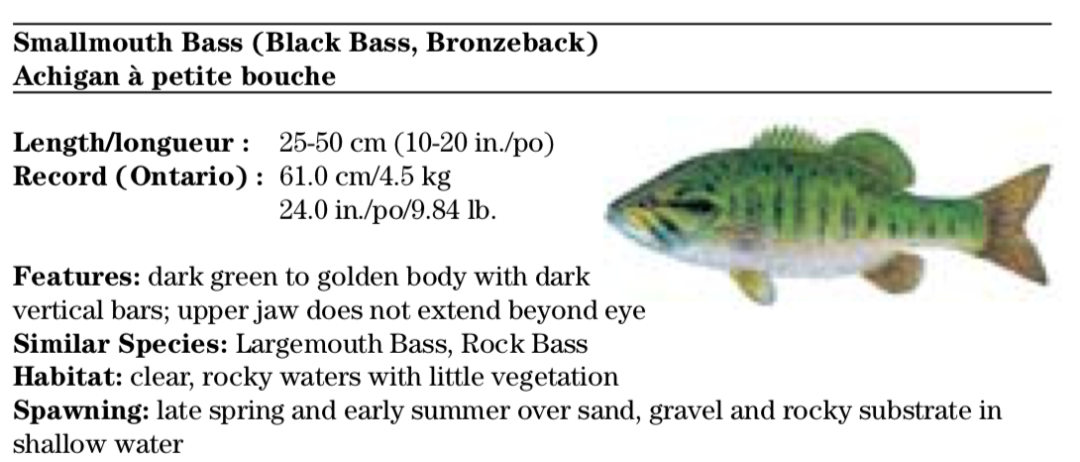 一年就免四次：父亲节免鱼牌钓鱼，我带爸爸去钓鱼！