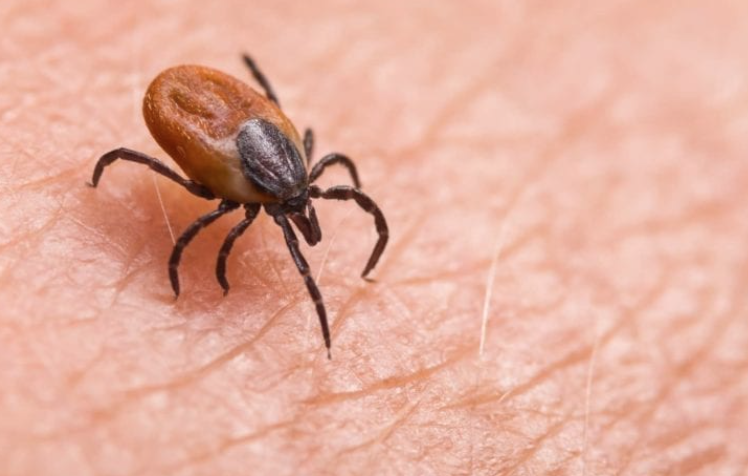 【多虫图慎点】灭虫公司：今年会有7种害虫叠buff暴击，教你如何反抗