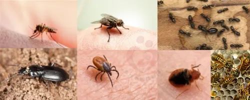 【多虫图慎点】灭虫公司：今年会有7种害虫叠buff暴击，教你如何反抗