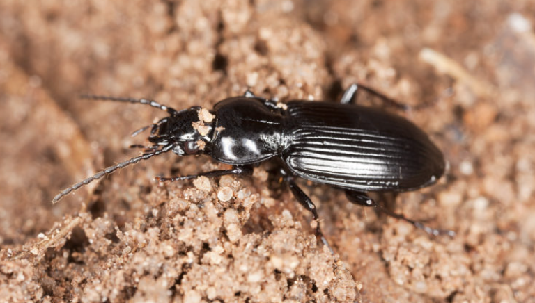 【多虫图慎点】灭虫公司：今年会有7种害虫叠buff暴击，教你如何反抗