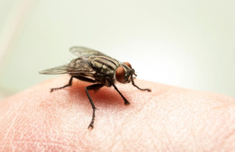 【多虫图慎点】灭虫公司：今年会有7种害虫叠buff暴击，教你如何反抗