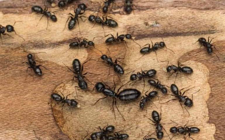 【多虫图慎点】灭虫公司：今年会有7种害虫叠buff暴击，教你如何反抗