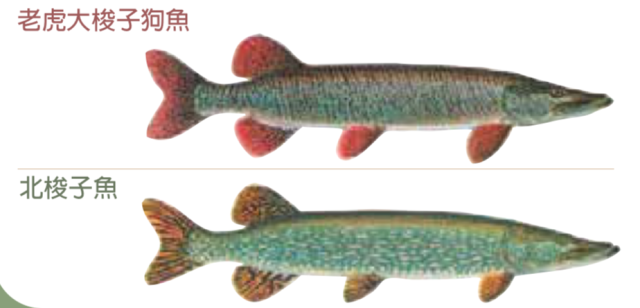 一年就免四次：父亲节免鱼牌钓鱼，我带爸爸去钓鱼！