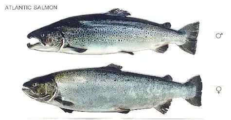 一年就免四次：父亲节免鱼牌钓鱼，我带爸爸去钓鱼！