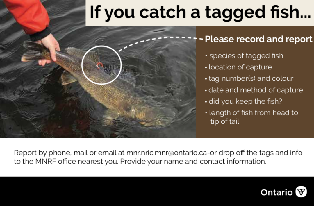 一年就免四次：父亲节免鱼牌钓鱼，我带爸爸去钓鱼！