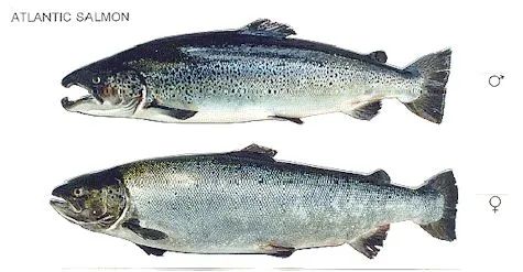 一年就免四次：父亲节免鱼牌钓鱼，我带爸爸去钓鱼！