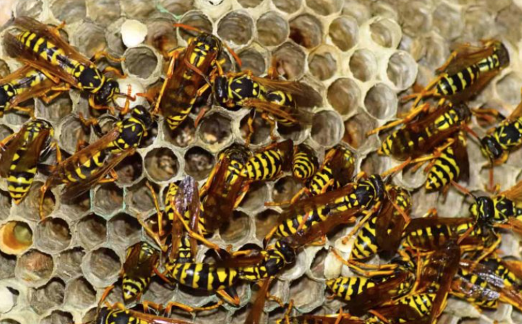 【多虫图慎点】灭虫公司：今年会有7种害虫叠buff暴击，教你如何反抗