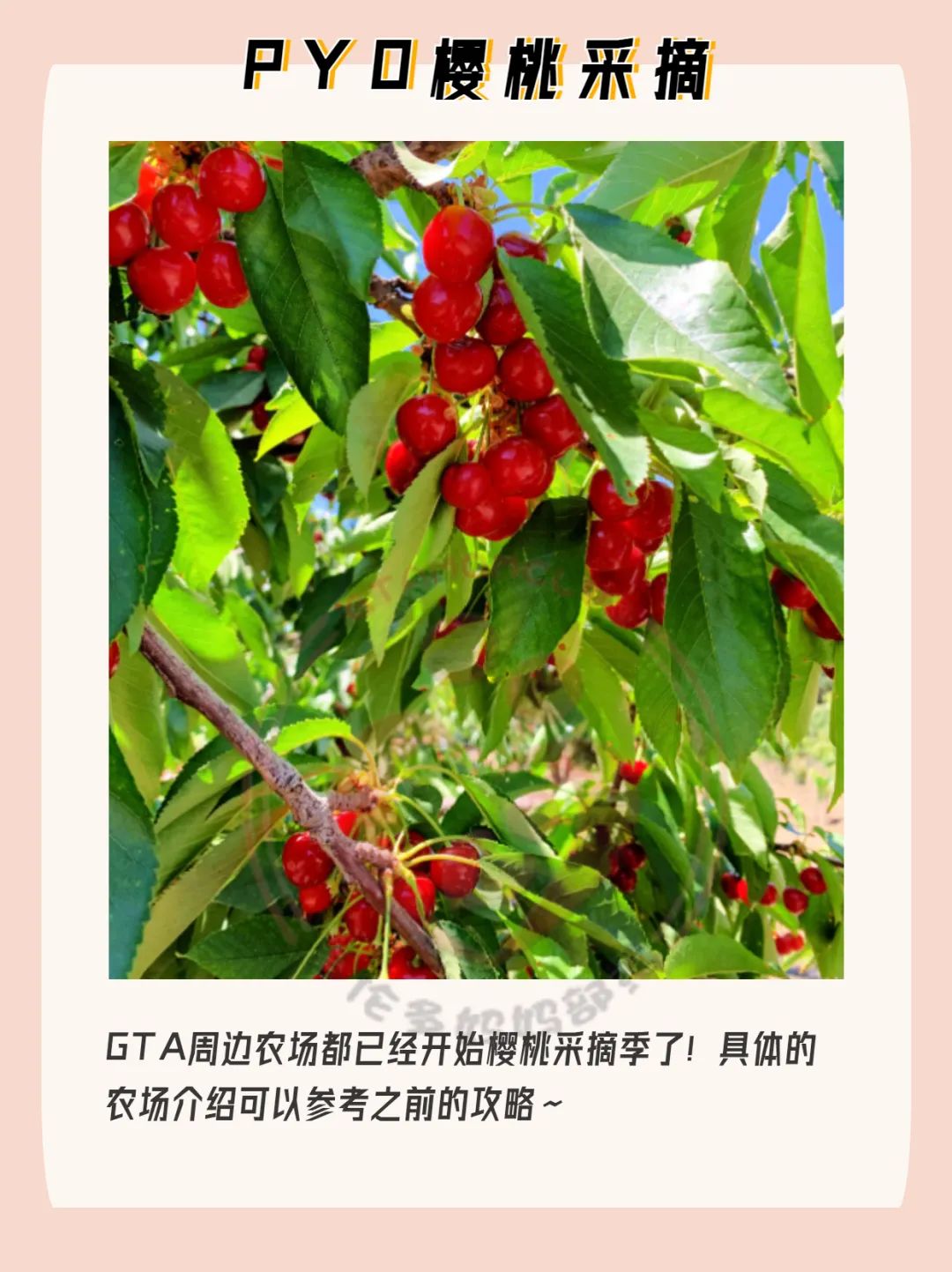 多伦多周末干什么?夏日音乐+特色嘉年华,夏天就要这么玩啊! 多伦多周末干什么?夏日音乐+特色嘉年华,夏天就要这么玩啊!