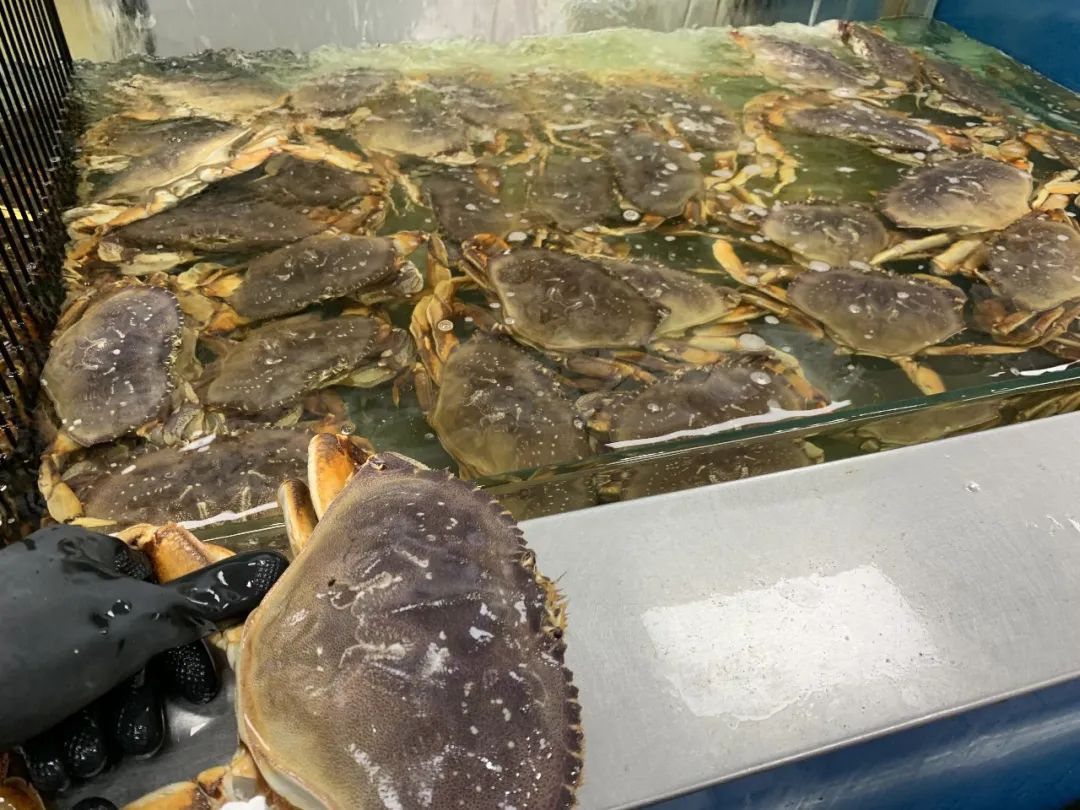 狂欢爆爆爆！这家超市中秋狂欢一降到底，怎么买都划算！温哥华蟹$8.88，中秋家宴一站式购齐~