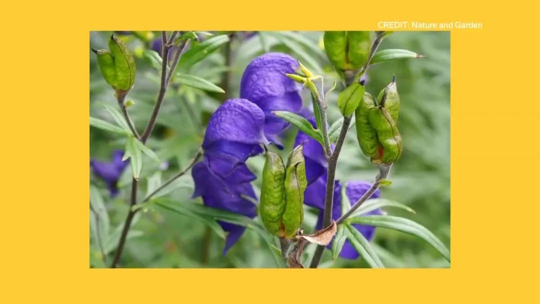 这款沙姜粉全加拿大召回：就是它造成喜悦小厨12人食物中毒