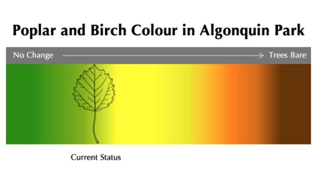 一半的叶子红了!阿岗昆红叶实拍:图文详解8条最佳赏枫路线 一半的叶子红了!阿岗昆红叶实拍:图文详解8条最佳赏枫路线
