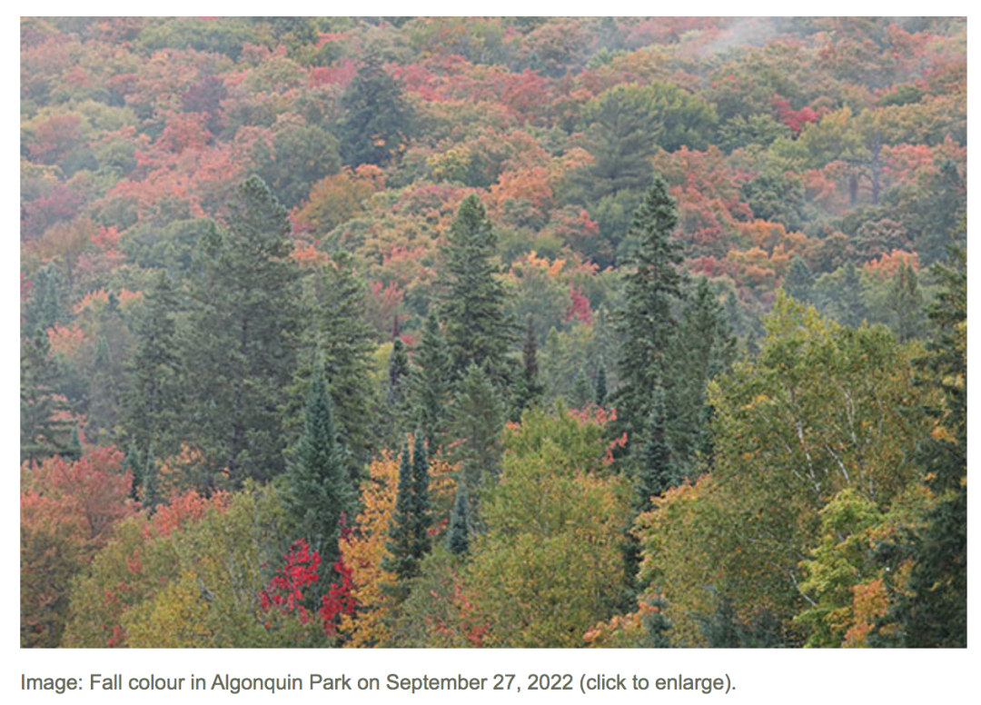 一半的叶子红了!阿岗昆红叶实拍:图文详解8条最佳赏枫路线 一半的叶子红了!阿岗昆红叶实拍:图文详解8条最佳赏枫路线