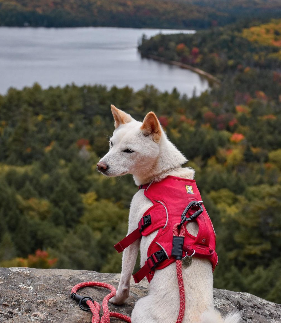 一半的叶子红了!阿岗昆红叶实拍:图文详解8条最佳赏枫路线 一半的叶子红了!阿岗昆红叶实拍:图文详解8条最佳赏枫路线