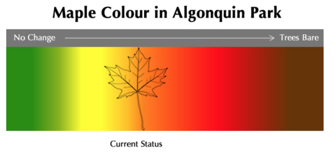 一半的叶子红了!阿岗昆红叶实拍:图文详解8条最佳赏枫路线 一半的叶子红了!阿岗昆红叶实拍:图文详解8条最佳赏枫路线