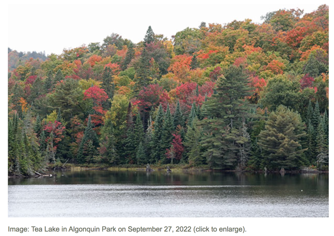 一半的叶子红了!阿岗昆红叶实拍:图文详解8条最佳赏枫路线 一半的叶子红了!阿岗昆红叶实拍:图文详解8条最佳赏枫路线