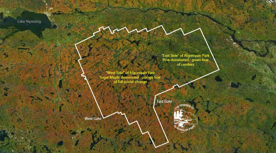 一半的叶子红了!阿岗昆红叶实拍:图文详解8条最佳赏枫路线 一半的叶子红了!阿岗昆红叶实拍:图文详解8条最佳赏枫路线