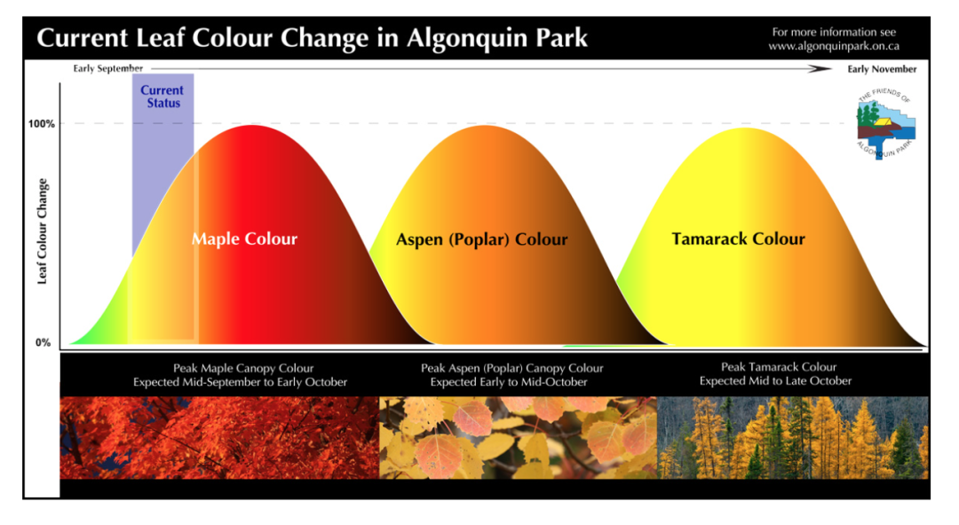 一半的叶子红了!阿岗昆红叶实拍:图文详解8条最佳赏枫路线 一半的叶子红了!阿岗昆红叶实拍:图文详解8条最佳赏枫路线
