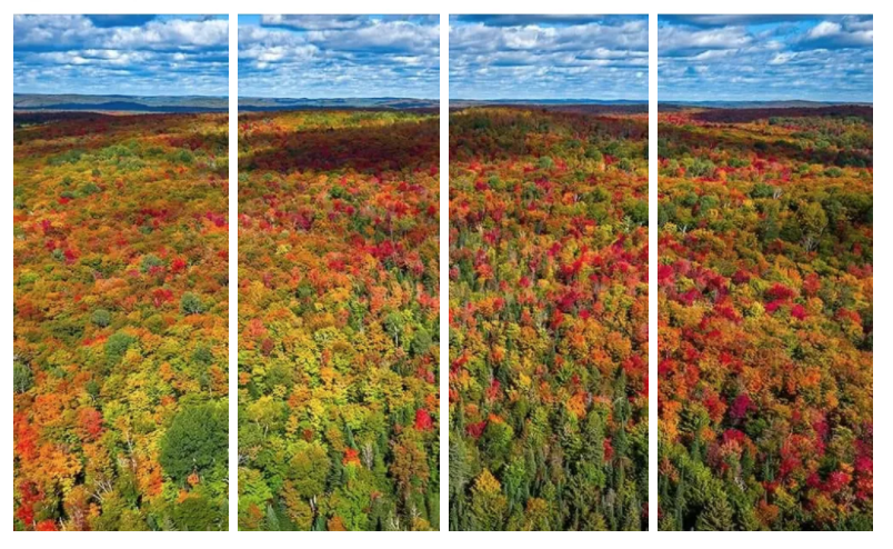 一半的叶子红了!阿岗昆红叶实拍:图文详解8条最佳赏枫路线 一半的叶子红了!阿岗昆红叶实拍:图文详解8条最佳赏枫路线