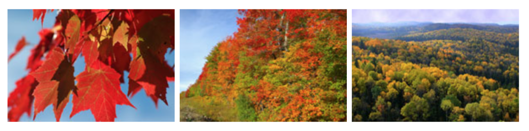 一半的叶子红了!阿岗昆红叶实拍:图文详解8条最佳赏枫路线 一半的叶子红了!阿岗昆红叶实拍:图文详解8条最佳赏枫路线