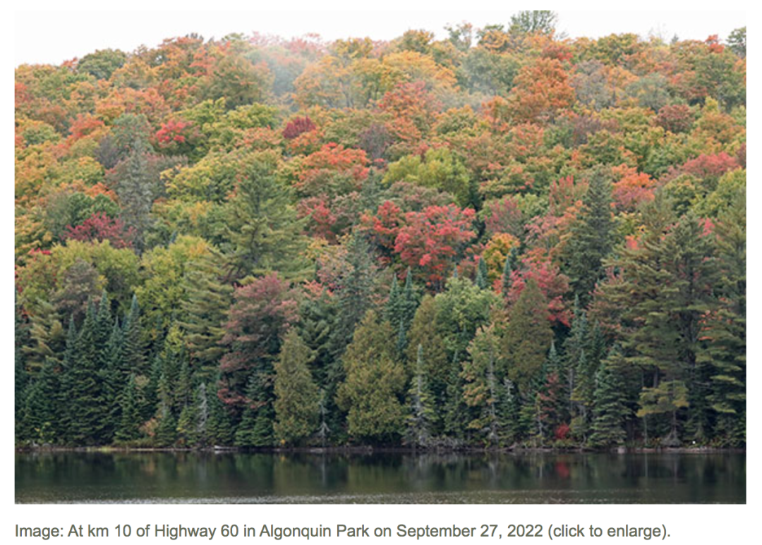 一半的叶子红了!阿岗昆红叶实拍:图文详解8条最佳赏枫路线 一半的叶子红了!阿岗昆红叶实拍:图文详解8条最佳赏枫路线