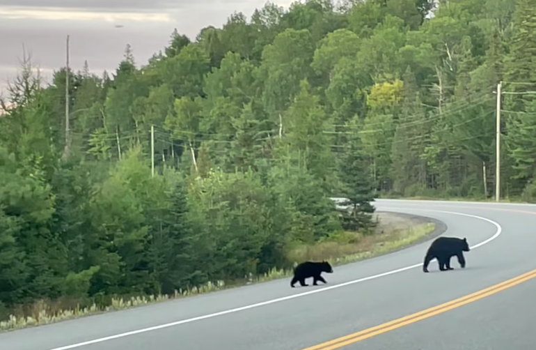 一半的叶子红了!阿岗昆红叶实拍:图文详解8条最佳赏枫路线 一半的叶子红了!阿岗昆红叶实拍:图文详解8条最佳赏枫路线