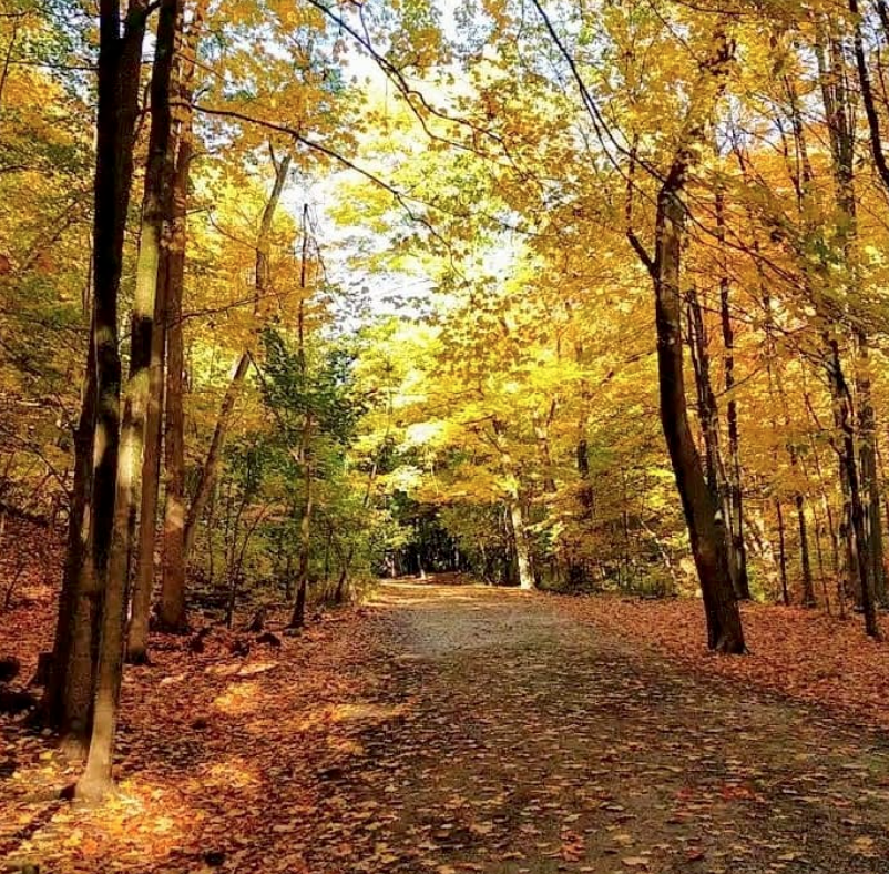 【不远不出城】最好看的枫叶就在家门口 ：多伦多这11个赏枫公园也很出圈