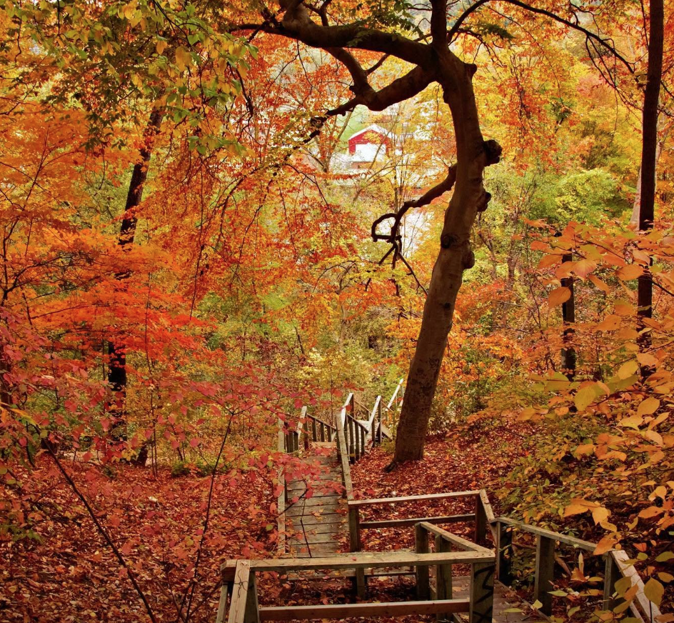 【不远不出城】最好看的枫叶就在家门口 ：多伦多这11个赏枫公园也很出圈