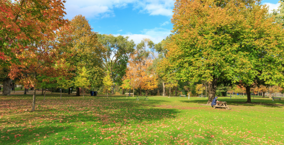 【不远不出城】最好看的枫叶就在家门口 ：多伦多这11个赏枫公园也很出圈