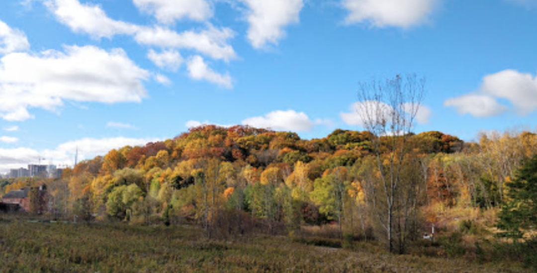 【不远不出城】最好看的枫叶就在家门口 ：多伦多这11个赏枫公园也很出圈