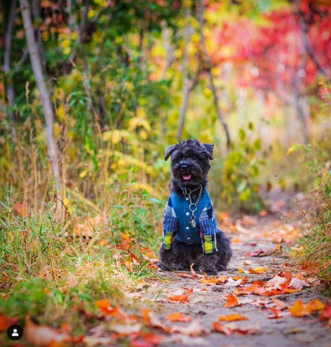 【不远不出城】最好看的枫叶就在家门口 ：多伦多这11个赏枫公园也很出圈