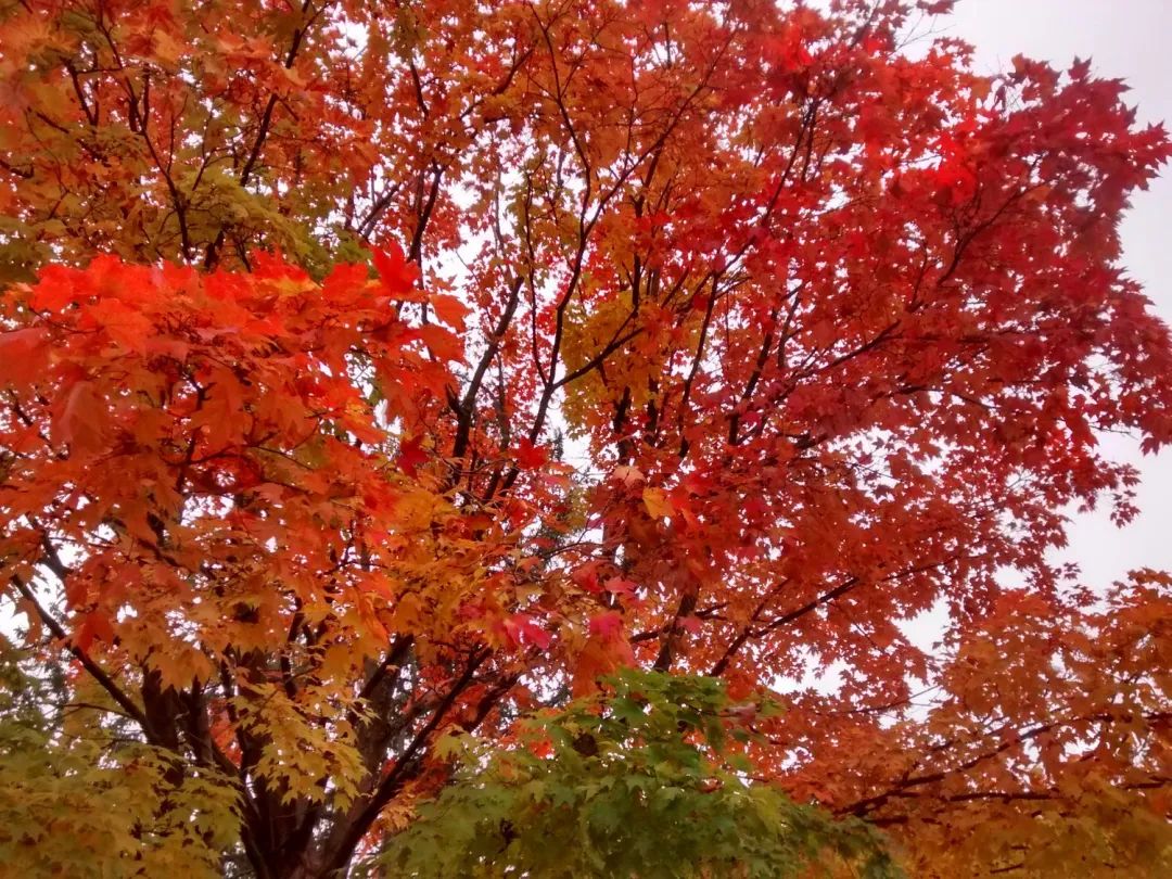 【不远不出城】最好看的枫叶就在家门口 ：多伦多这11个赏枫公园也很出圈