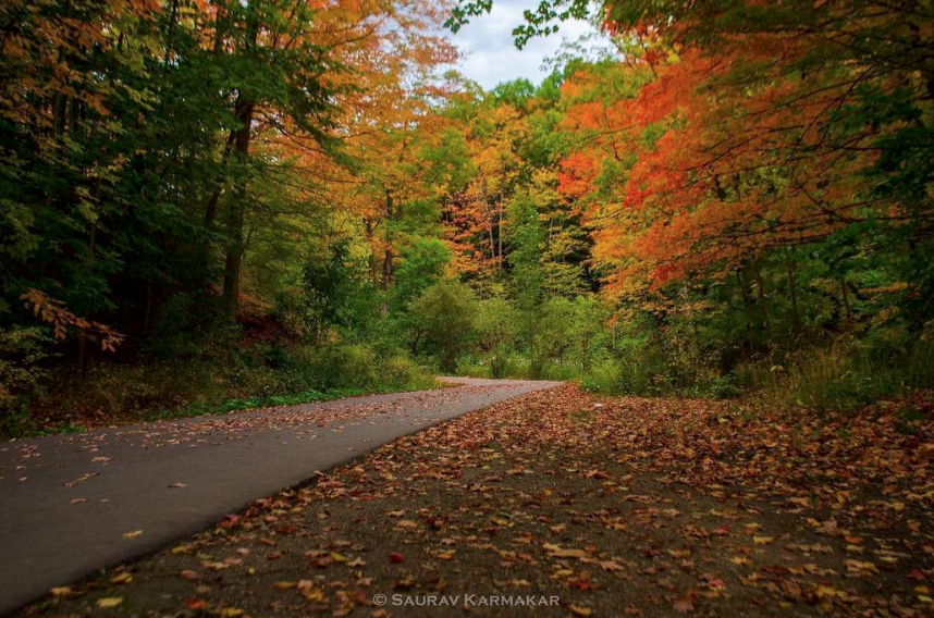 【不远不出城】最好看的枫叶就在家门口 ：多伦多这11个赏枫公园也很出圈