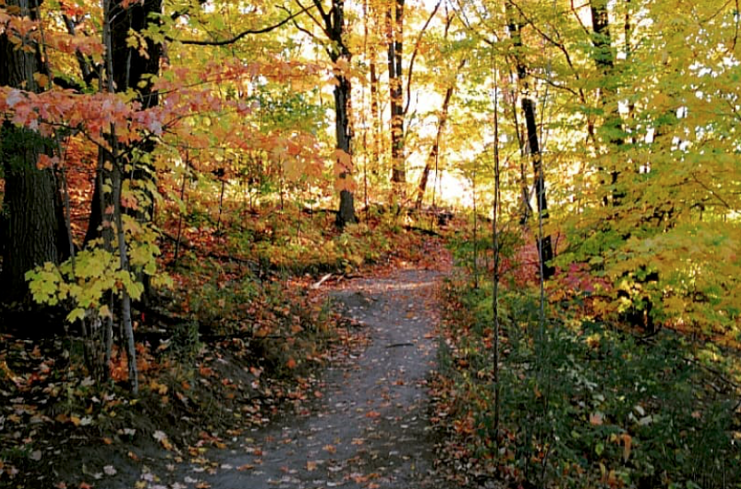 【不远不出城】最好看的枫叶就在家门口 ：多伦多这11个赏枫公园也很出圈