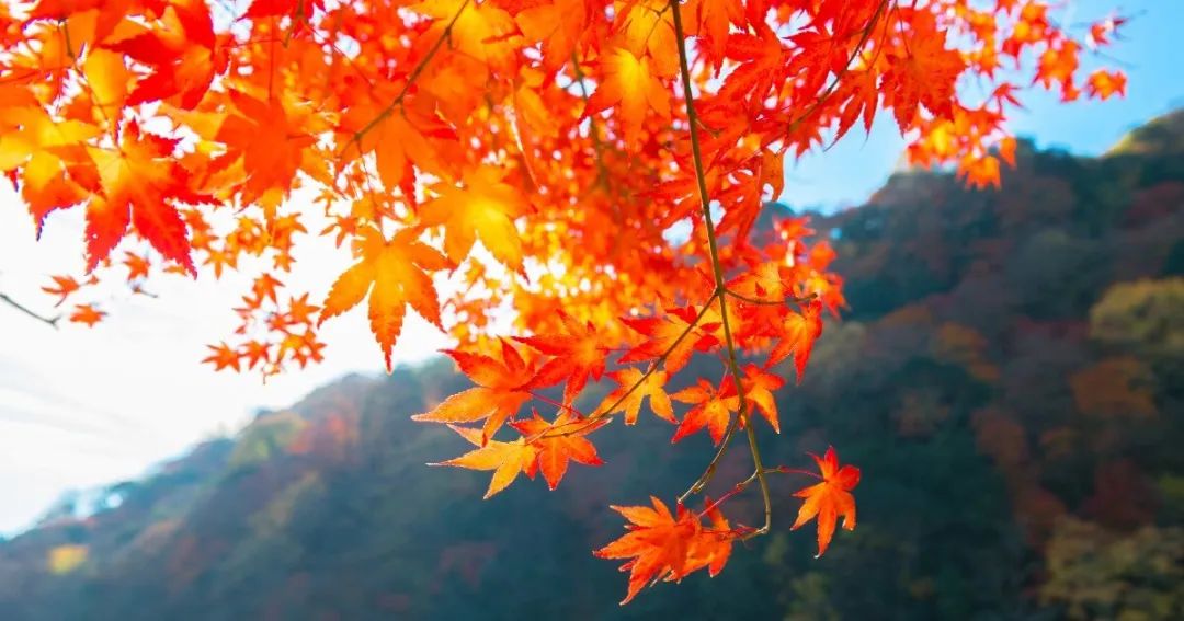 【不远不出城】最好看的枫叶就在家门口 ：多伦多这11个赏枫公园也很出圈