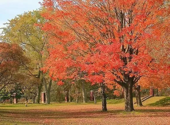 【不远不出城】最好看的枫叶就在家门口 ：多伦多这11个赏枫公园也很出圈