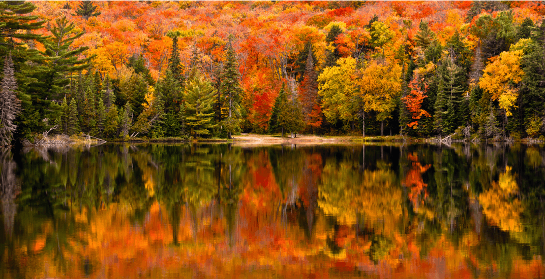 【不远不出城】最好看的枫叶就在家门口 ：多伦多这11个赏枫公园也很出圈