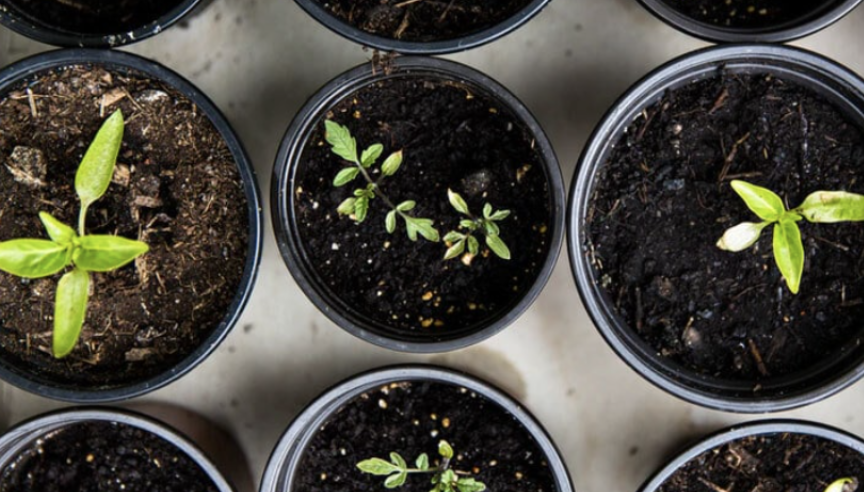 有个大胆的想法:蔬菜自由!大多伦多各区免费领堆肥土攻略:数量有限,壮丁自备! 有个大胆的想法:蔬菜自由!大多伦多各区免费领堆肥土攻略:数量有限,壮丁自备!