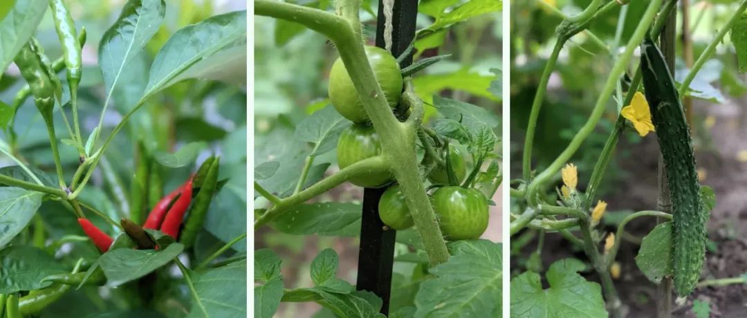 有个大胆的想法:蔬菜自由!大多伦多各区免费领堆肥土攻略:数量有限,壮丁自备! 有个大胆的想法:蔬菜自由!大多伦多各区免费领堆肥土攻略:数量有限,壮丁自备!