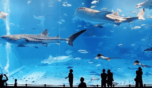 【Sea The Sky】CN Tower+水族馆联合优惠“海空”套票，立省$13！