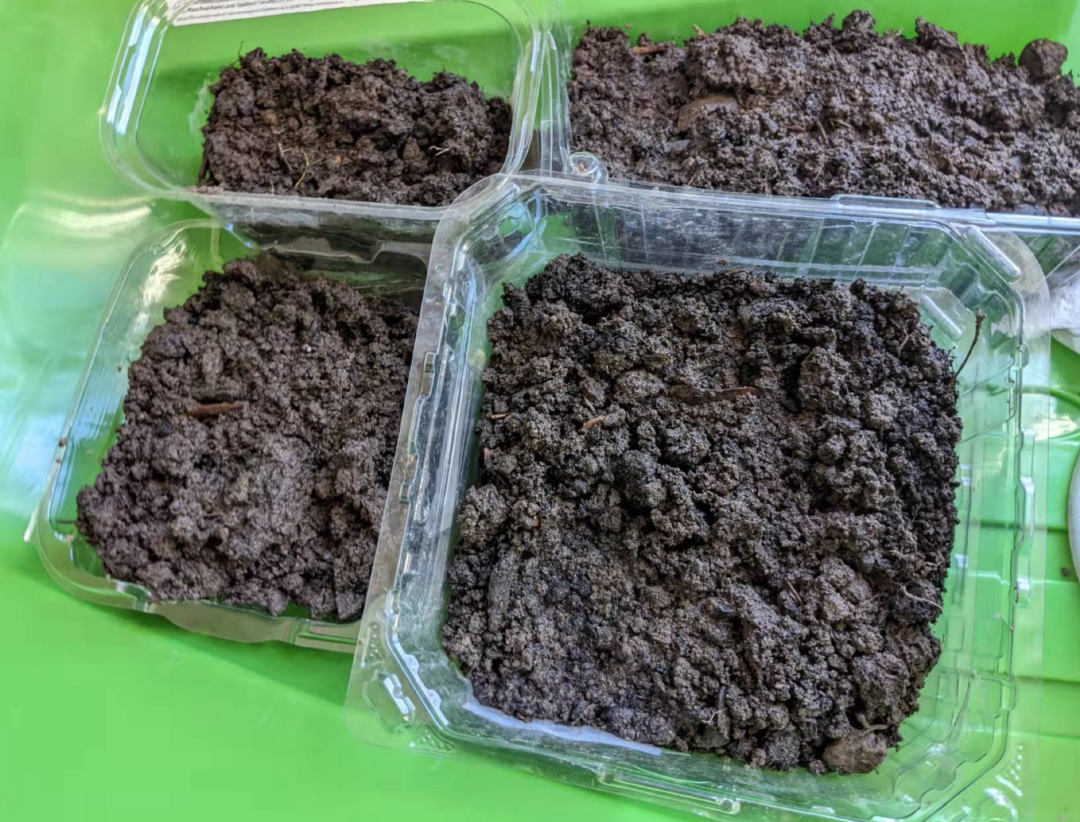 血脉觉醒!超市开始卖种子了:多伦多种植蔬菜瓜果,育苗时间表了解一下 血脉觉醒!超市开始卖种子了:多伦多种植蔬菜瓜果,育苗时间表了解一下