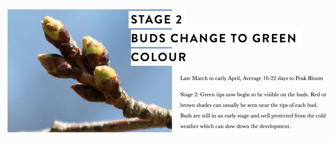 HighPark樱花下周要开了！春日追花攻略：多伦多赏樱花地图集