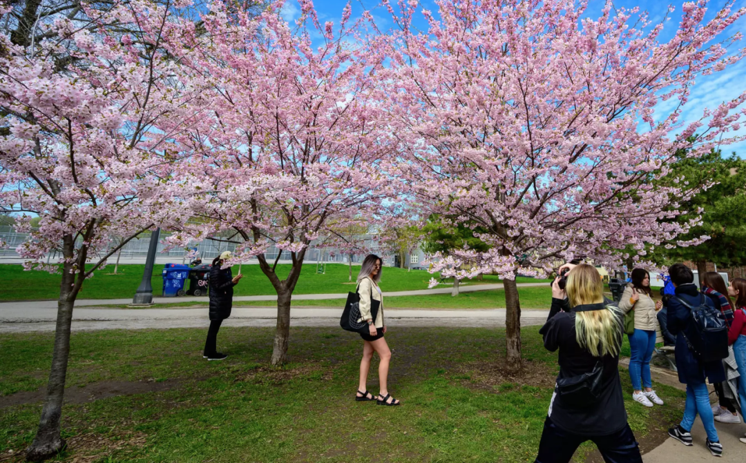 HighPark樱花下周要开了！春日追花攻略：多伦多赏樱花地图集