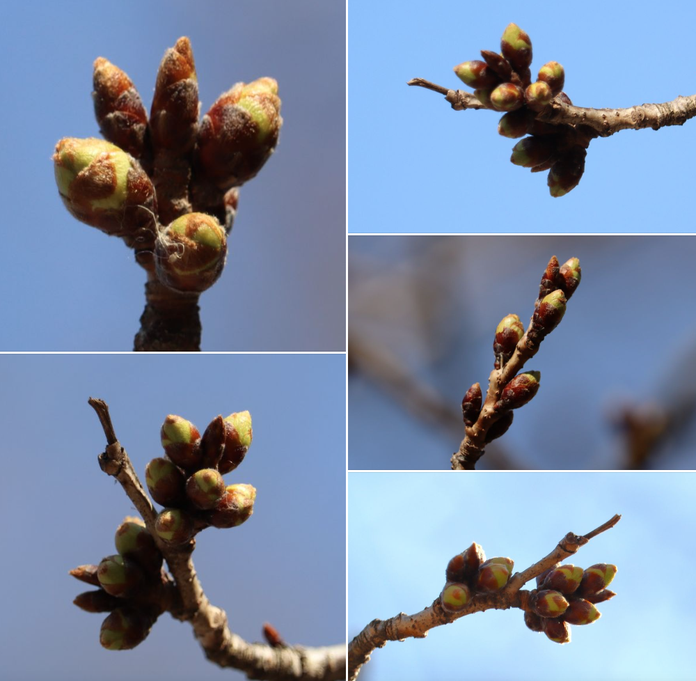 HighPark樱花下周要开了！春日追花攻略：多伦多赏樱花地图集