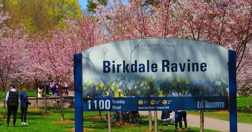 HighPark樱花下周要开了！春日追花攻略：多伦多赏樱花地图集