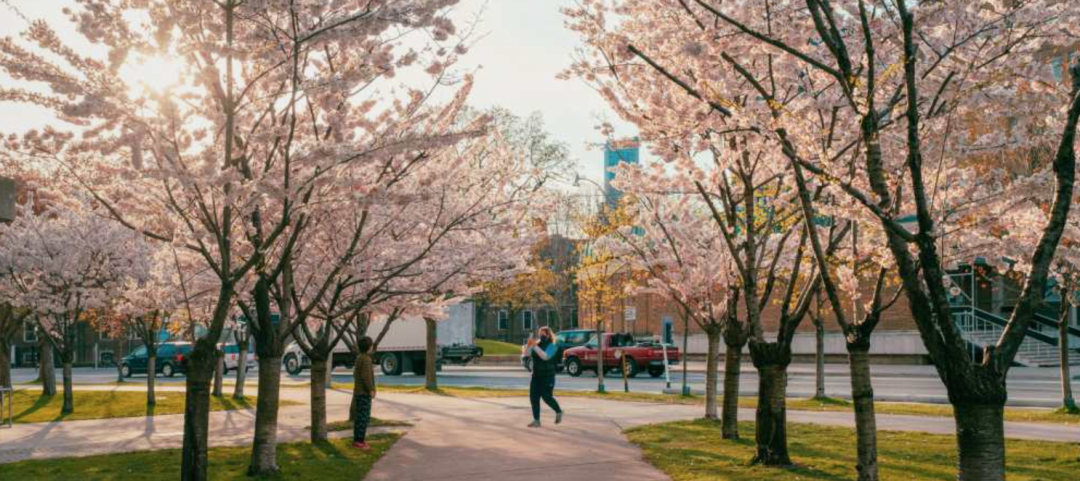 HighPark樱花下周要开了！春日追花攻略：多伦多赏樱花地图集
