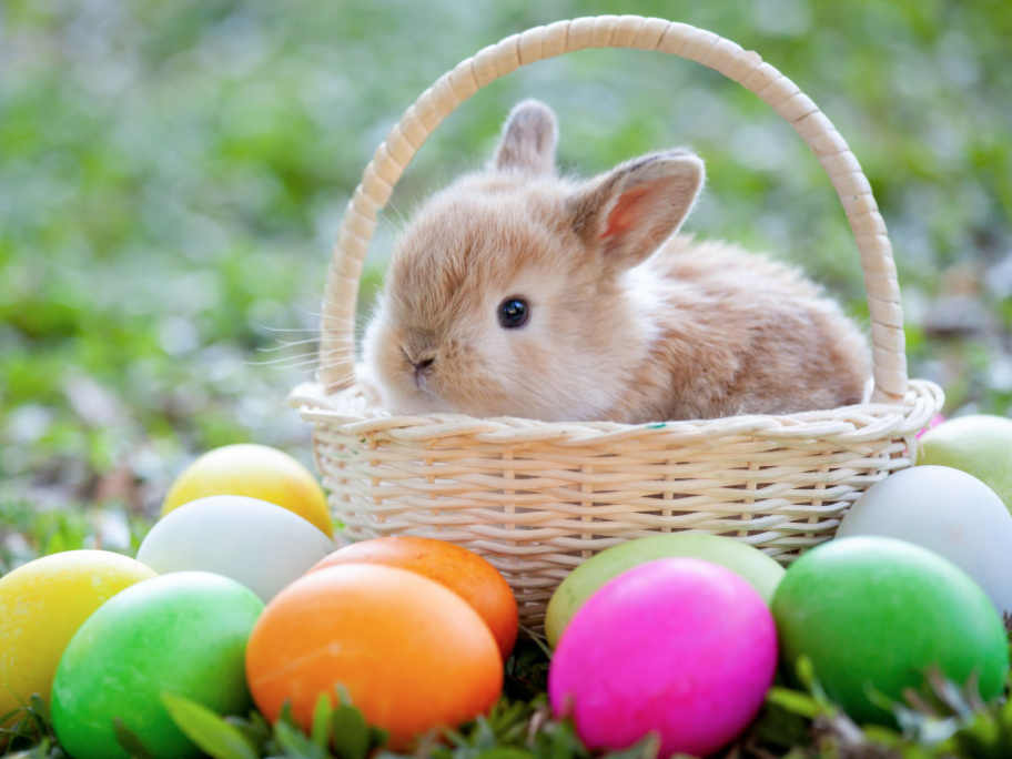 没有人可以拒绝出去耍！大多伦多复活节活动盘一盘：遛娃不出城