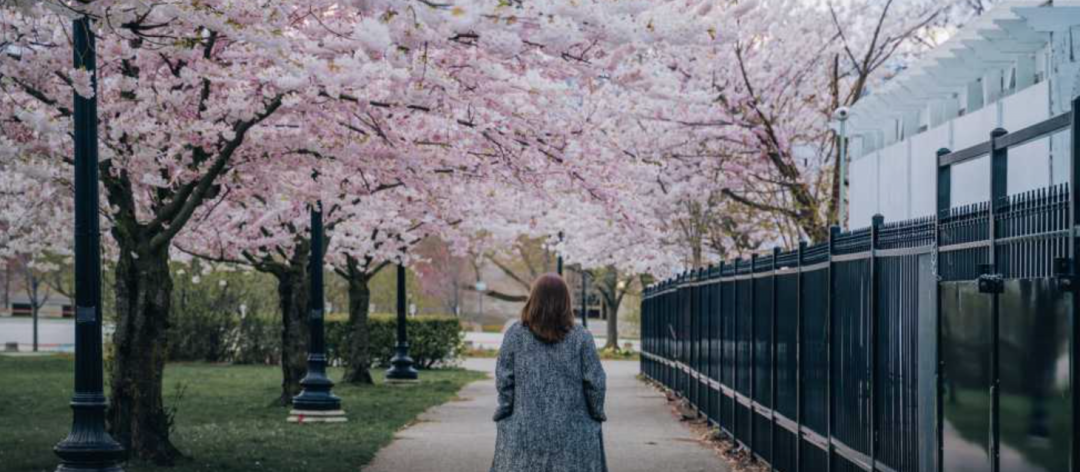 HighPark樱花下周要开了！春日追花攻略：多伦多赏樱花地图集