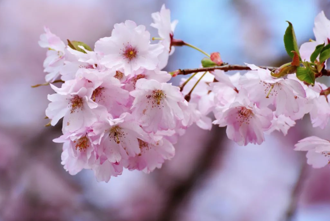 HighPark樱花下周要开了！春日追花攻略：多伦多赏樱花地图集