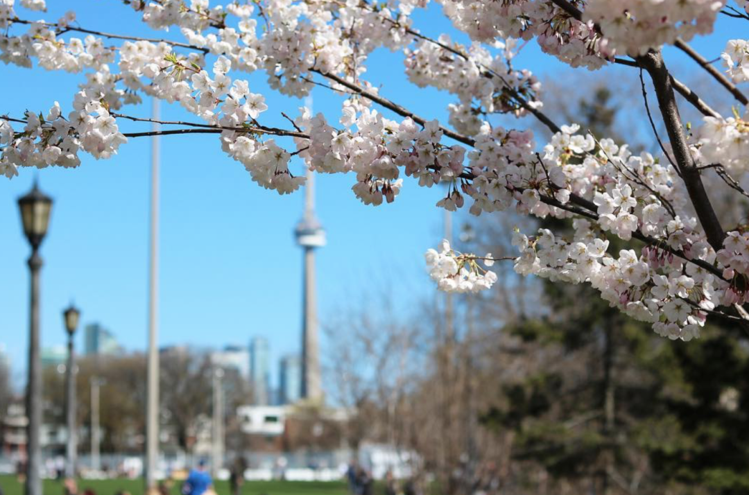 HighPark樱花下周要开了！春日追花攻略：多伦多赏樱花地图集