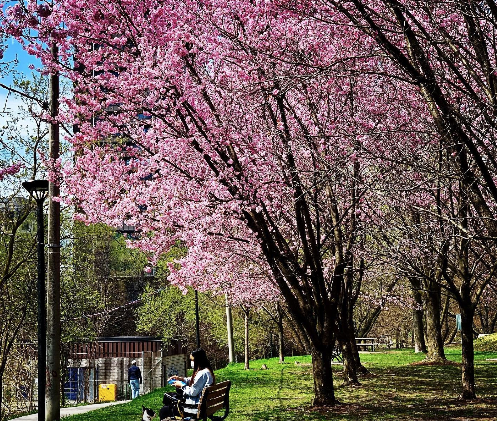 HighPark樱花下周要开了！春日追花攻略：多伦多赏樱花地图集
